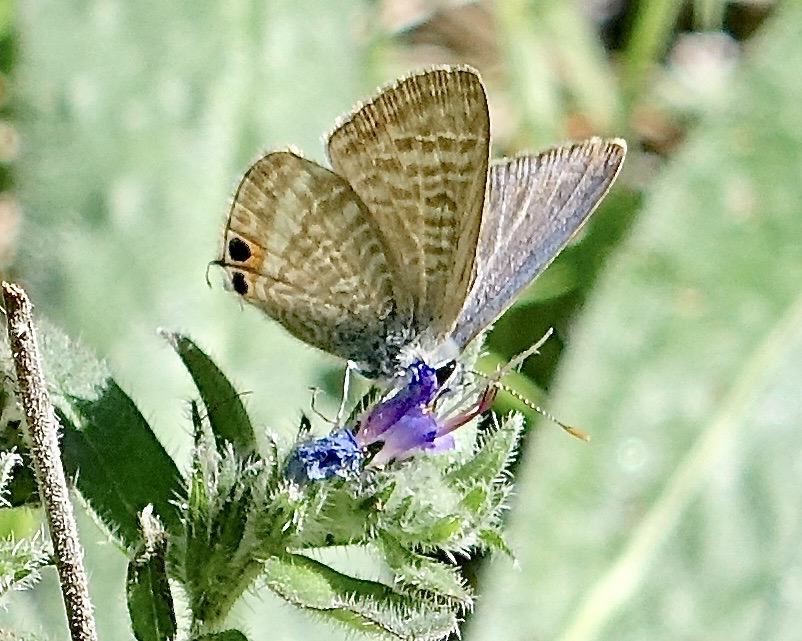 long-tailed blue